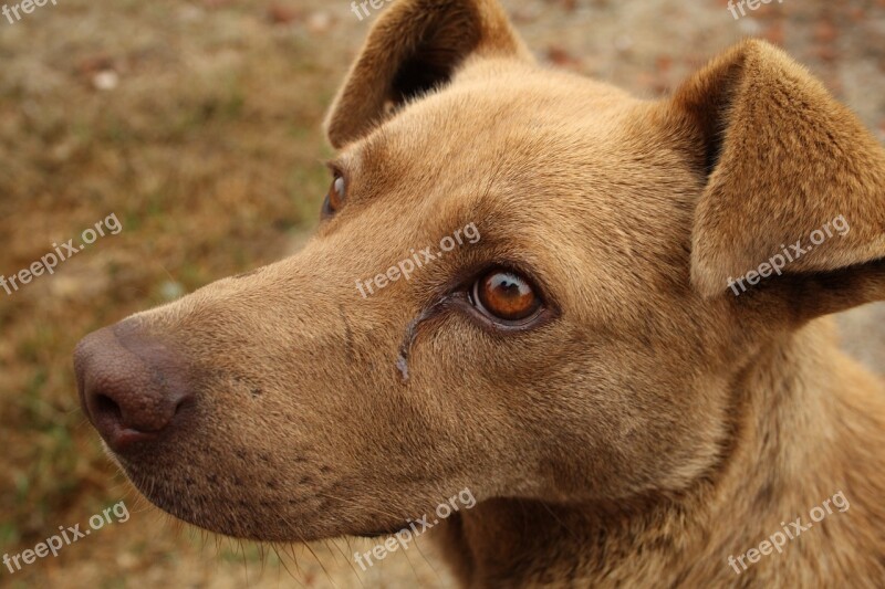 Canine Sad Dog Stray Dog Race Abandoned