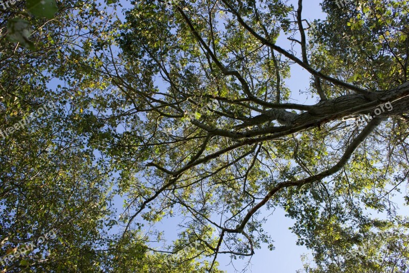 Tree Below Green Aesthetic Branches