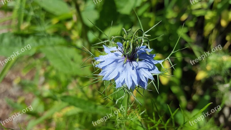 Nigella Nigella Sativa Kalonji Black Cumin Ranunculaceae