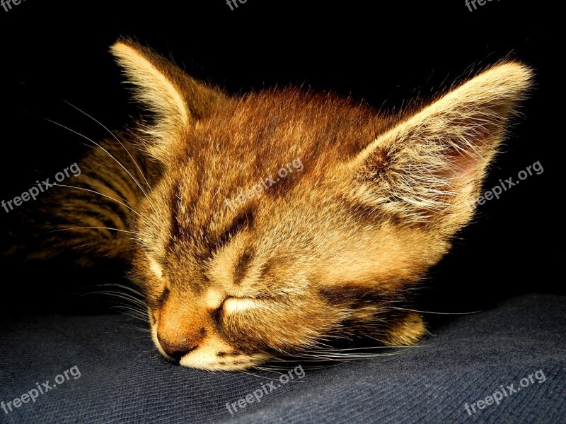 Kitten Cat Dormant Pet Cute