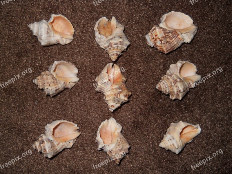 Shells Carpet Nine Free Photos