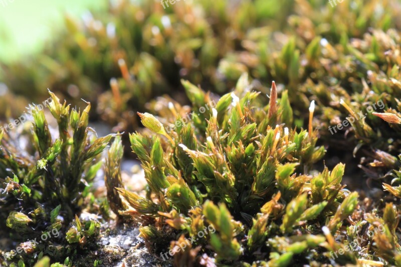 Macro Moss Nature Green Close Up