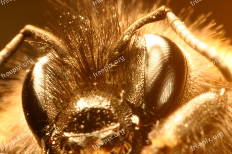 Macro Eye Hummel Insect Close Up