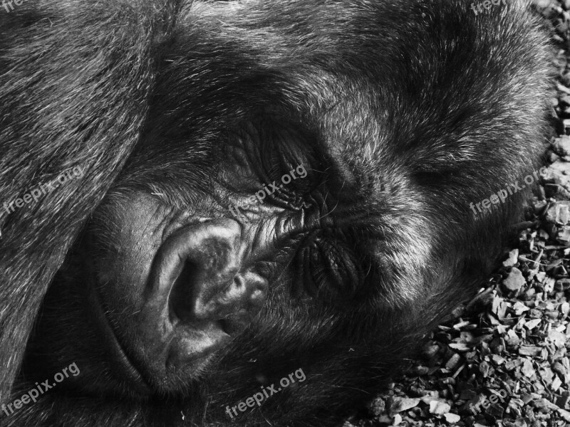 Gorilla Animals Nature Sleep Free Photos