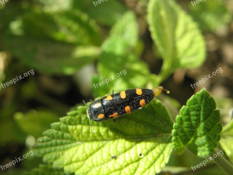 Campaign Insect Sage Macro Green