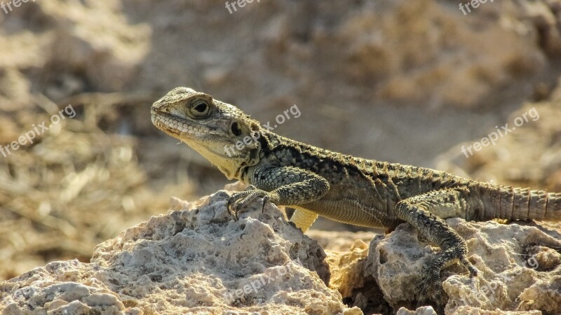 Cyprus Lizard Kurkutas Reptile Fauna