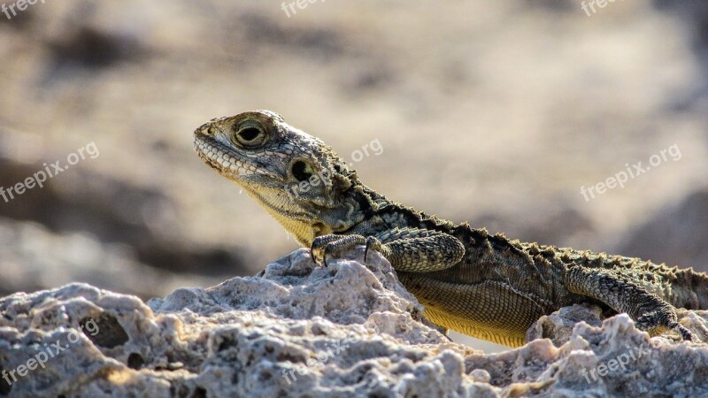 Cyprus Lizard Kurkutas Reptile Fauna