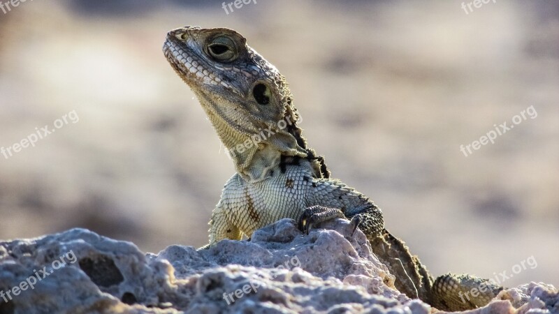 Cyprus Lizard Kurkutas Reptile Fauna