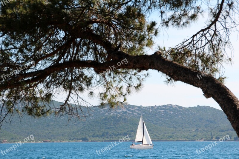 Sailing Boat Sailing Vessel Tree Boat Mast Ship