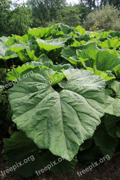 Large Leaves Green Acanthus Plant Acanthus Foliage Plant