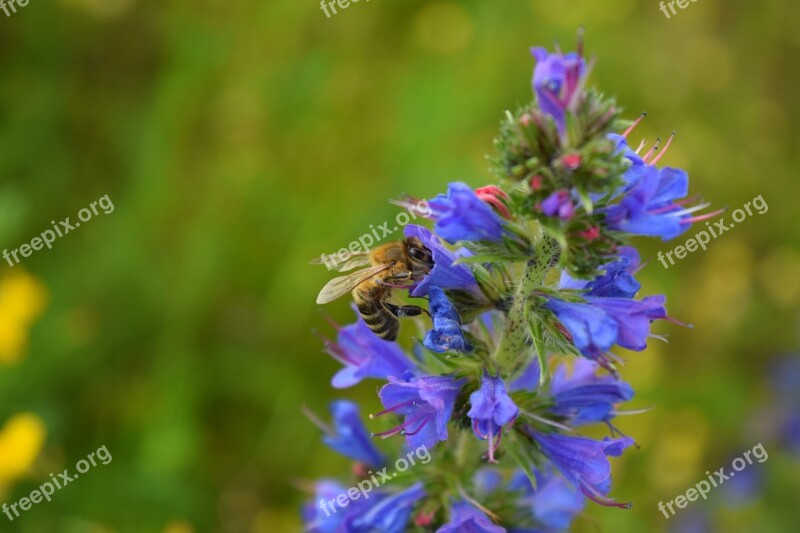 Bee Blossom Bloom Purple Pollen