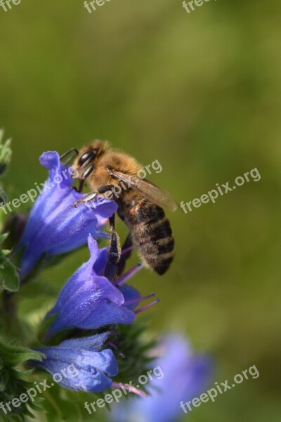 Bee Blossom Bloom Food Pollen