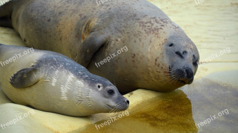 Robbe Howler Seal Seal Station Mammal