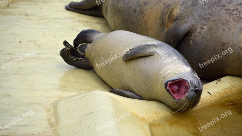 Robbe Howler Yawn Tired Seal Station