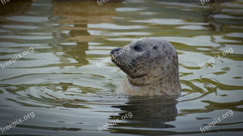 Robbe Seal Seal Station Mammal Seal Breeding Station