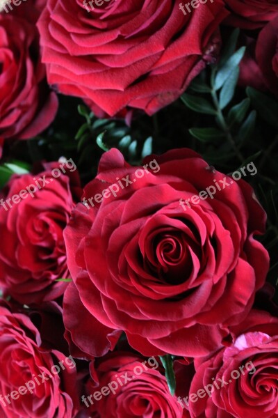 Red Roses Background Red Rose Blossom