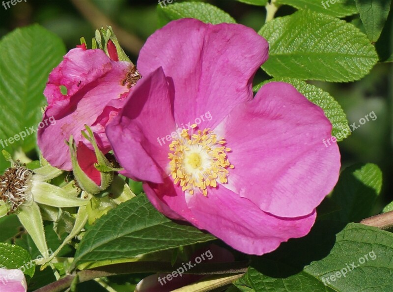 Rugosa Rose Rose Pink Leaves Flower