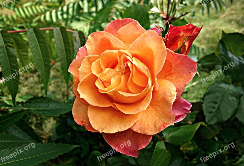 Rose Flower Bloom Petal Orange Rose