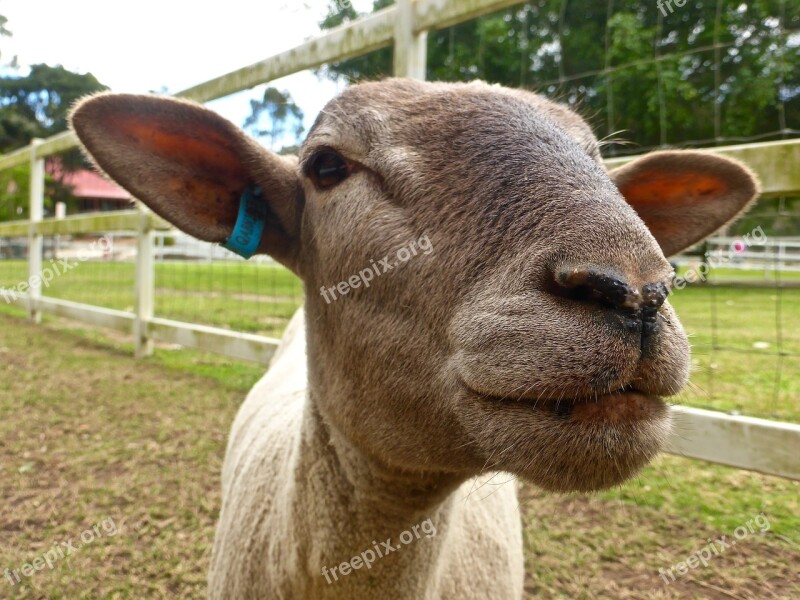 Sheep Head Close Face Woolly