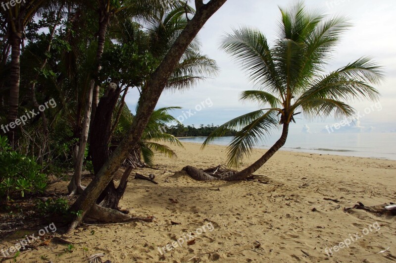 Palm Tree Tree Palm Tropical Plant