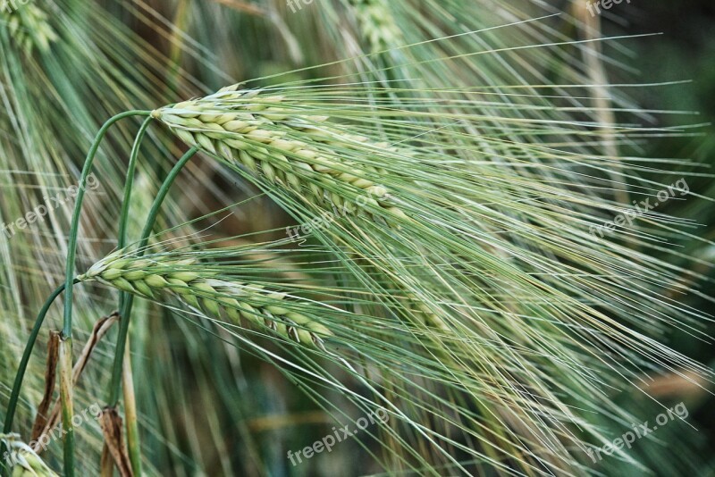 Spike Cereals Cornfield Barley Barley Field