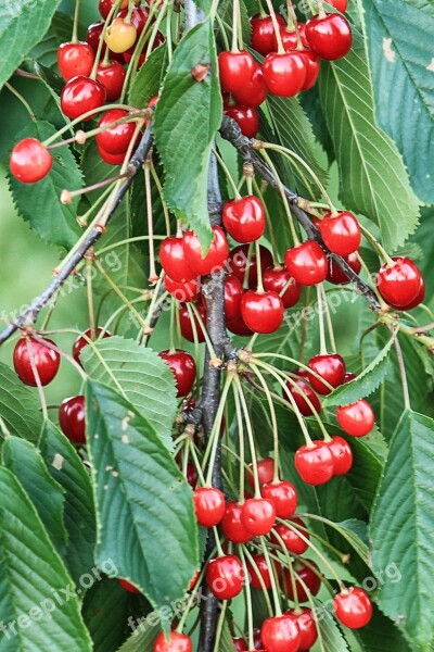 Cherries Sweet Cherries Fruit Tree Orchard Red