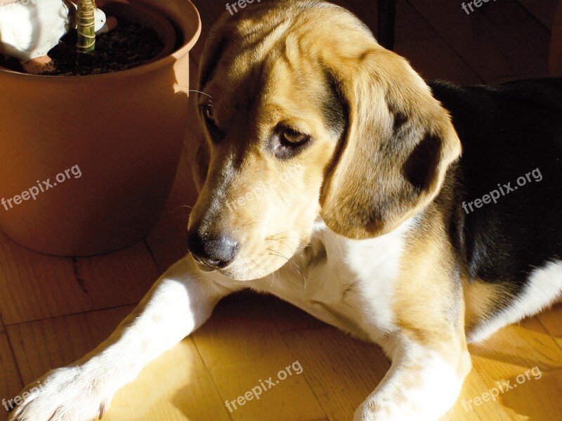 Beagle Ball Dog Pet Free Photos