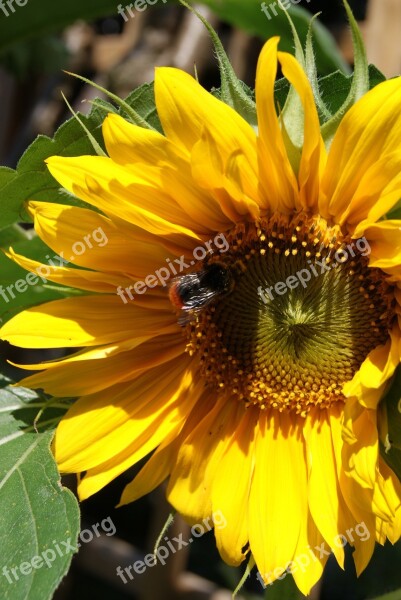 Sunflower Flower Sunflowers Free Photos