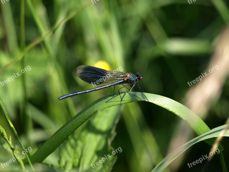 Dragonfly Grass Nature Wing Demoiselle