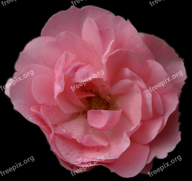 Pink Rose Flower Macro No Background Isolated