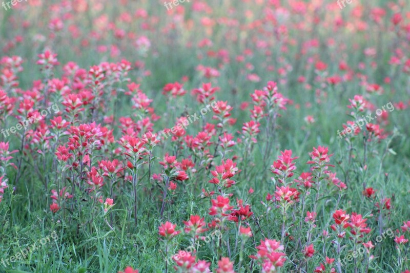 Wild Flowers Red Blooming Field Spring