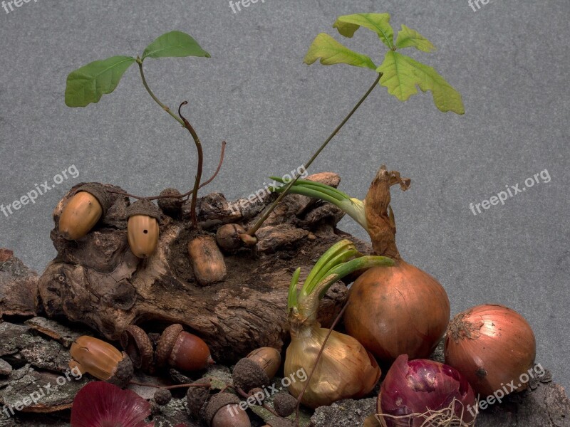 Acorns Germination Seedling Oak Seedling Onion