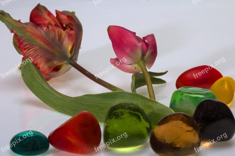 Flowers Tulips Stones Decorative Stones Plant