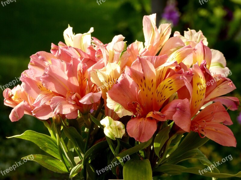 Flower Bouquet Orange White Close Up Flowers