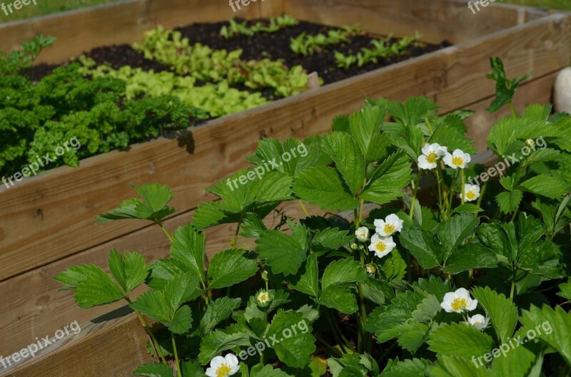 Grow Strawberries Anticipation Cultivation Box Early Summer