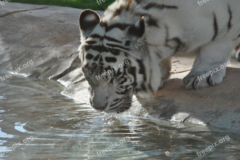 Tiger Tigers Bianca White Animals