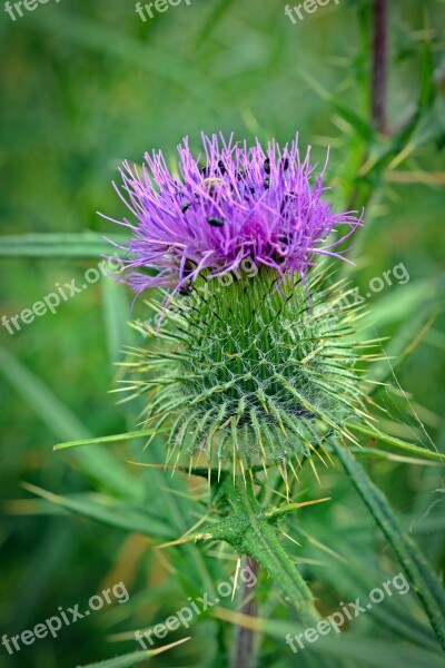 Thistle Thistle Flower Close Up Beetle Insect