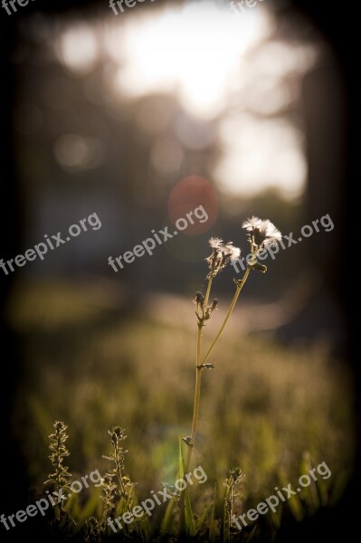 Dandelion Grass Sunset Sunshine Light