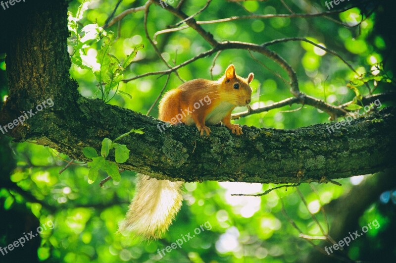 Squirrel Animals Animals In Nature Free Photos