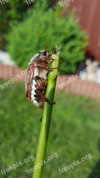 Maikäfer Beetle Crawl Chafer Krabbeltier