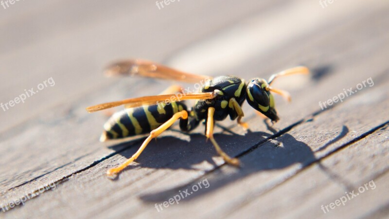 Wasp Hornet Macro Insect Bug