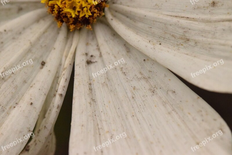 Dirty Flower White Flower Marguerite After The Rain