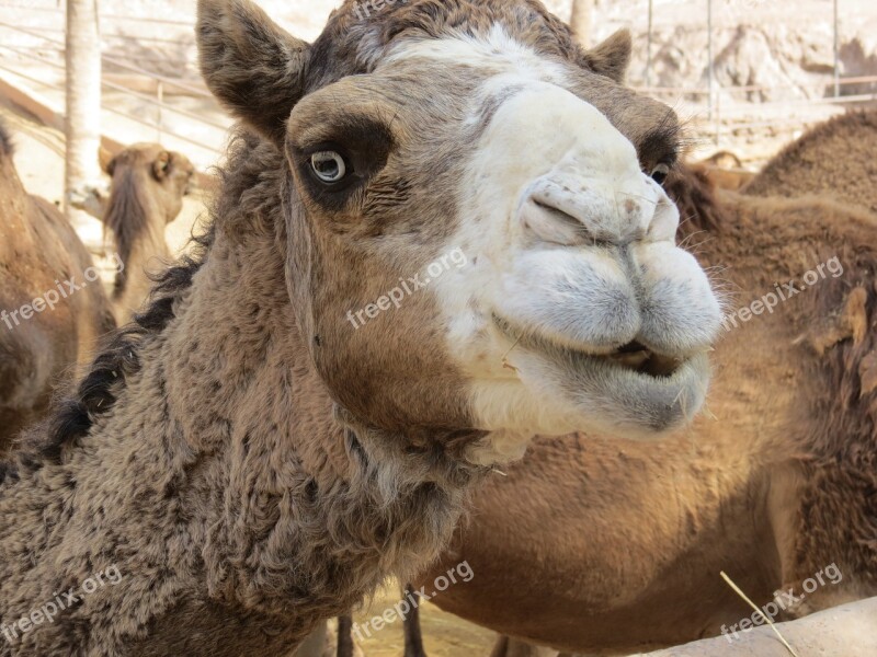 Camel The Eyes Chub Sand Light