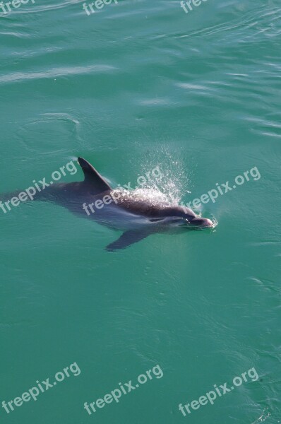 Dolphin Fish Animal Water Nature