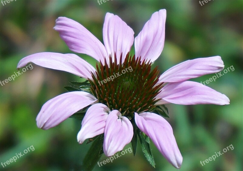 Echinacea Flower Coneflower Flower Blossom Bloom