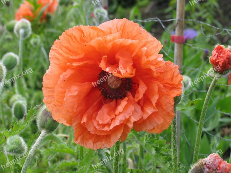 Poppy Flower Nature Spring Outdoors