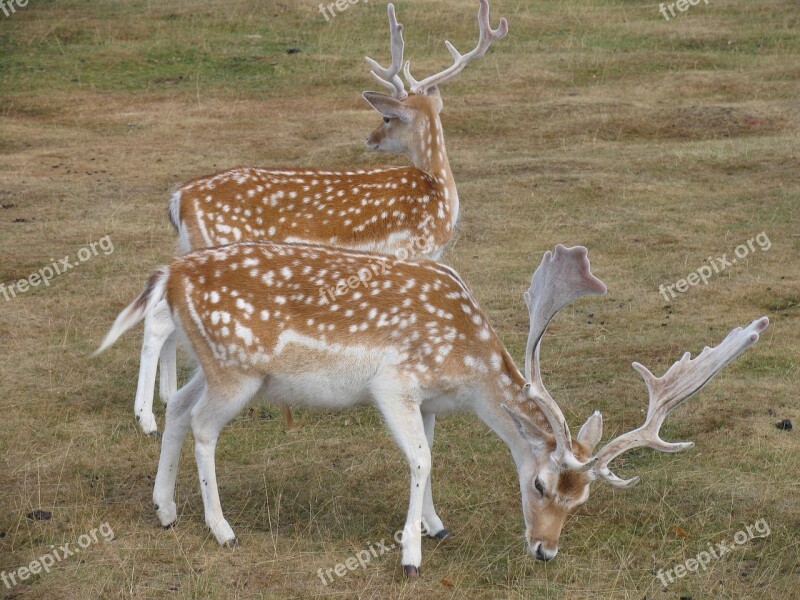 Deer Nature Animal Wildlife Stag