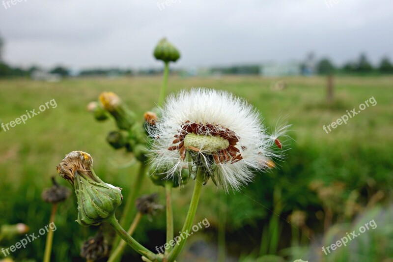 Dandelion Puffball Blown Out Flower Plant