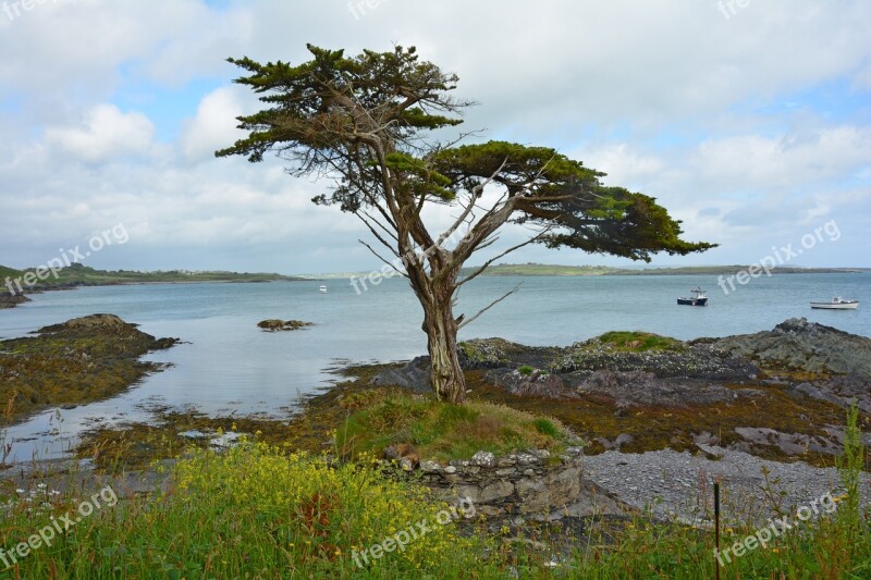 Tree Ireland Coast Bay Landscape