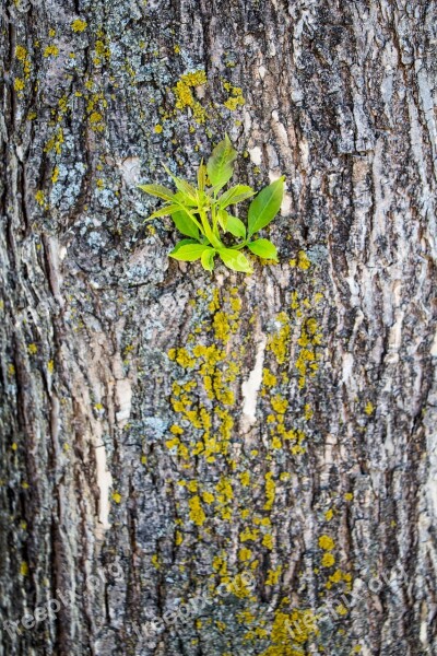 Tree Bark Moss Growth North